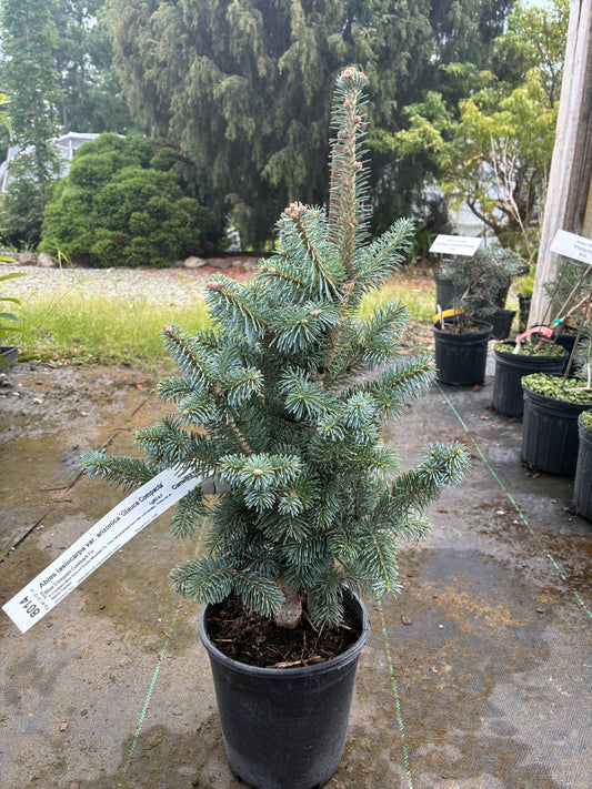 Abies lasiocarpa arizonica 'Glauca Compacta'
