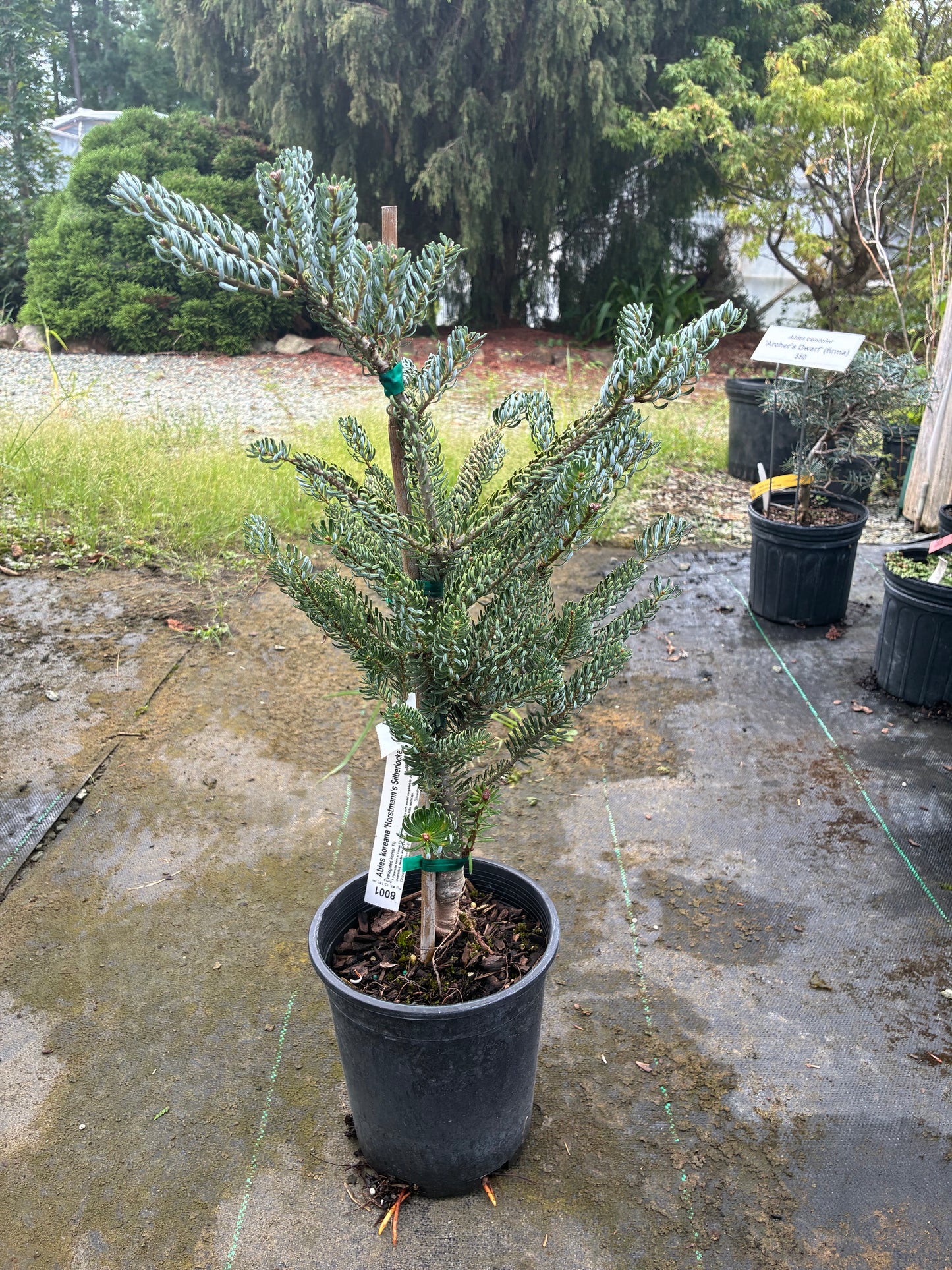 Abies koreana 'Horstmann's Silberlocke'