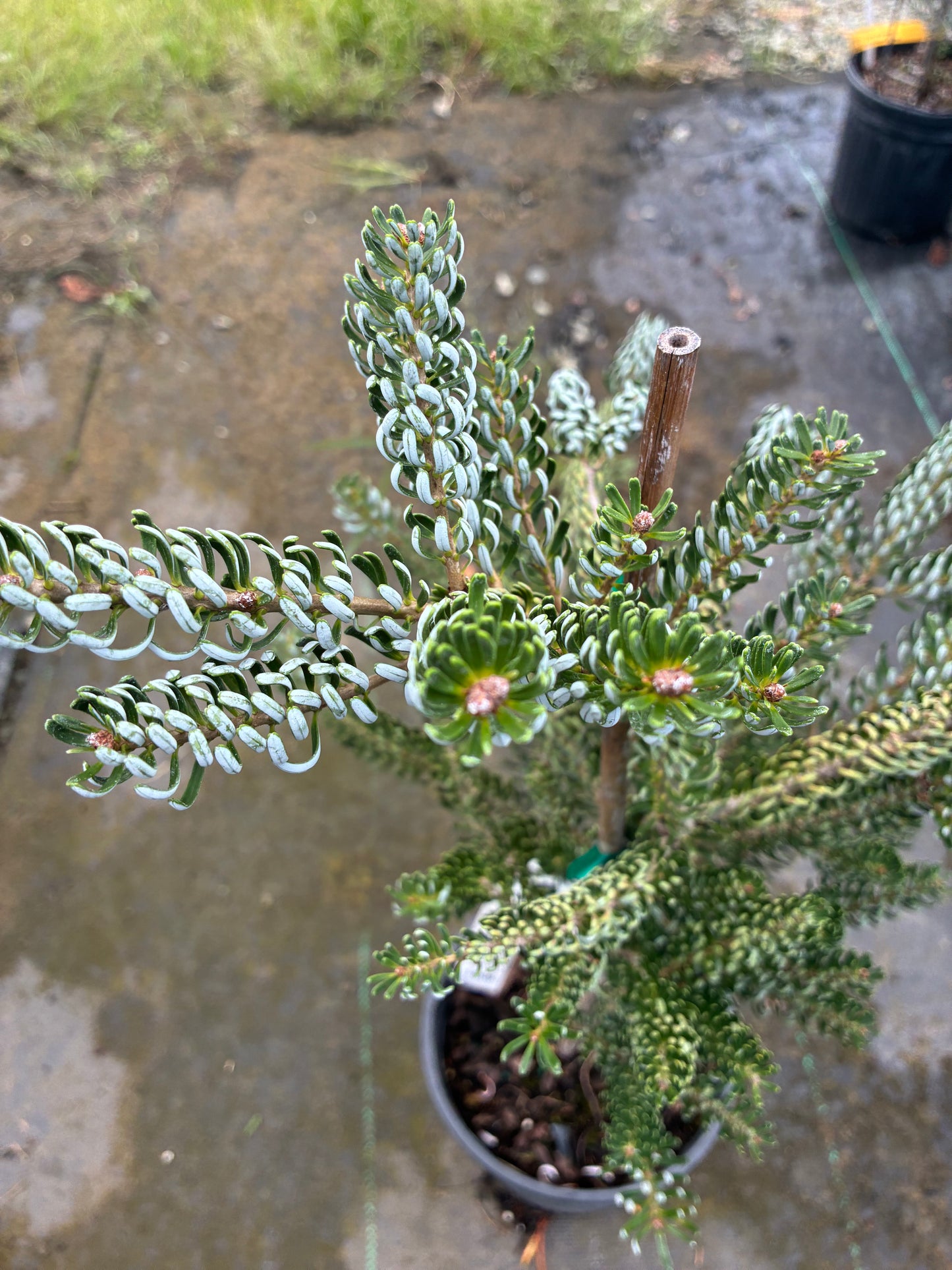 Abies koreana 'Horstmann's Silberlocke'