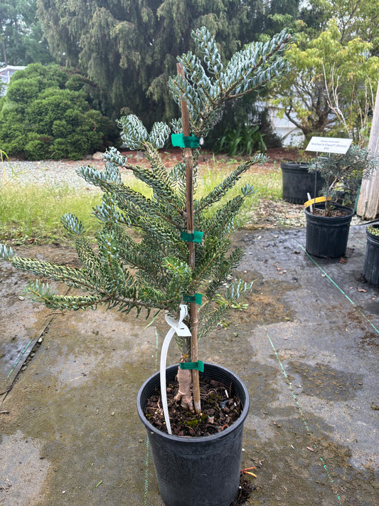 Abies koreana 'Horstmann's Silberlocke'
