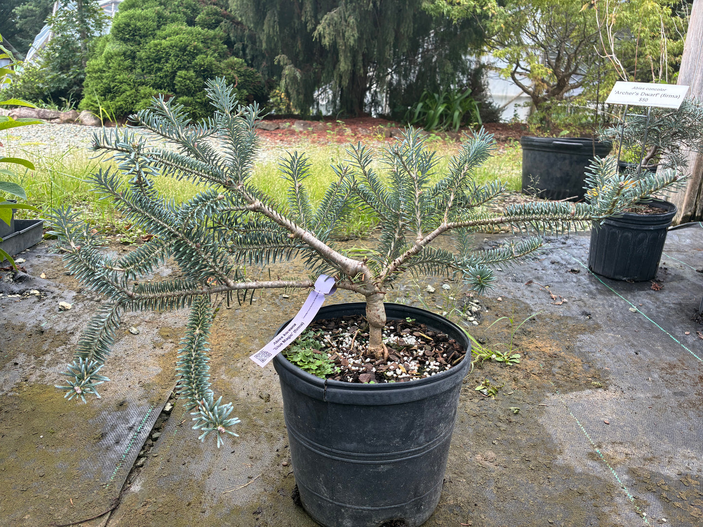 Abies koreana 'Blue Magic'