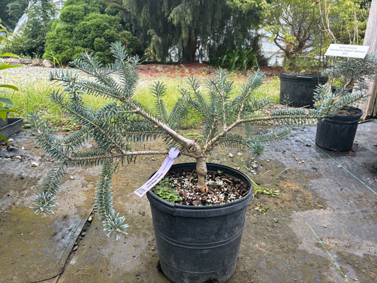 Abies koreana 'Blue Magic'