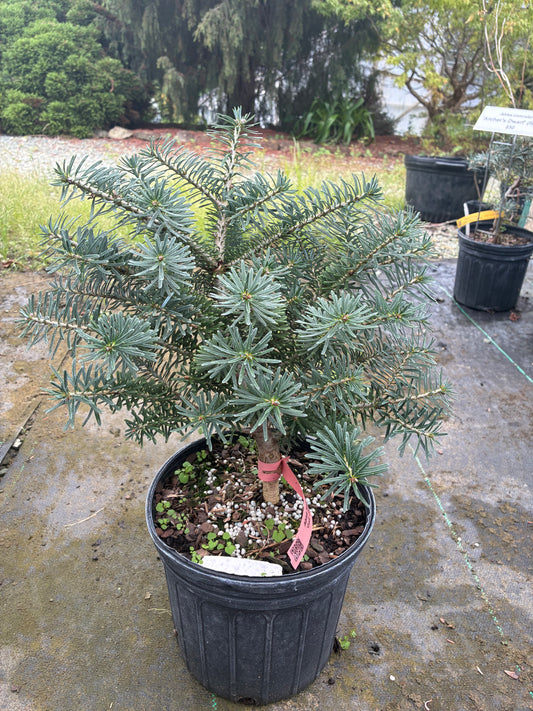 Abies koreana 'Gait' (firma)