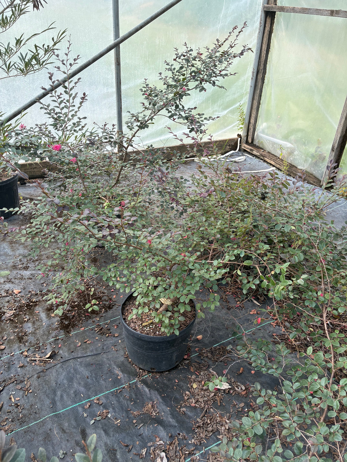 Loropetalum chinense 'Beni Hime'