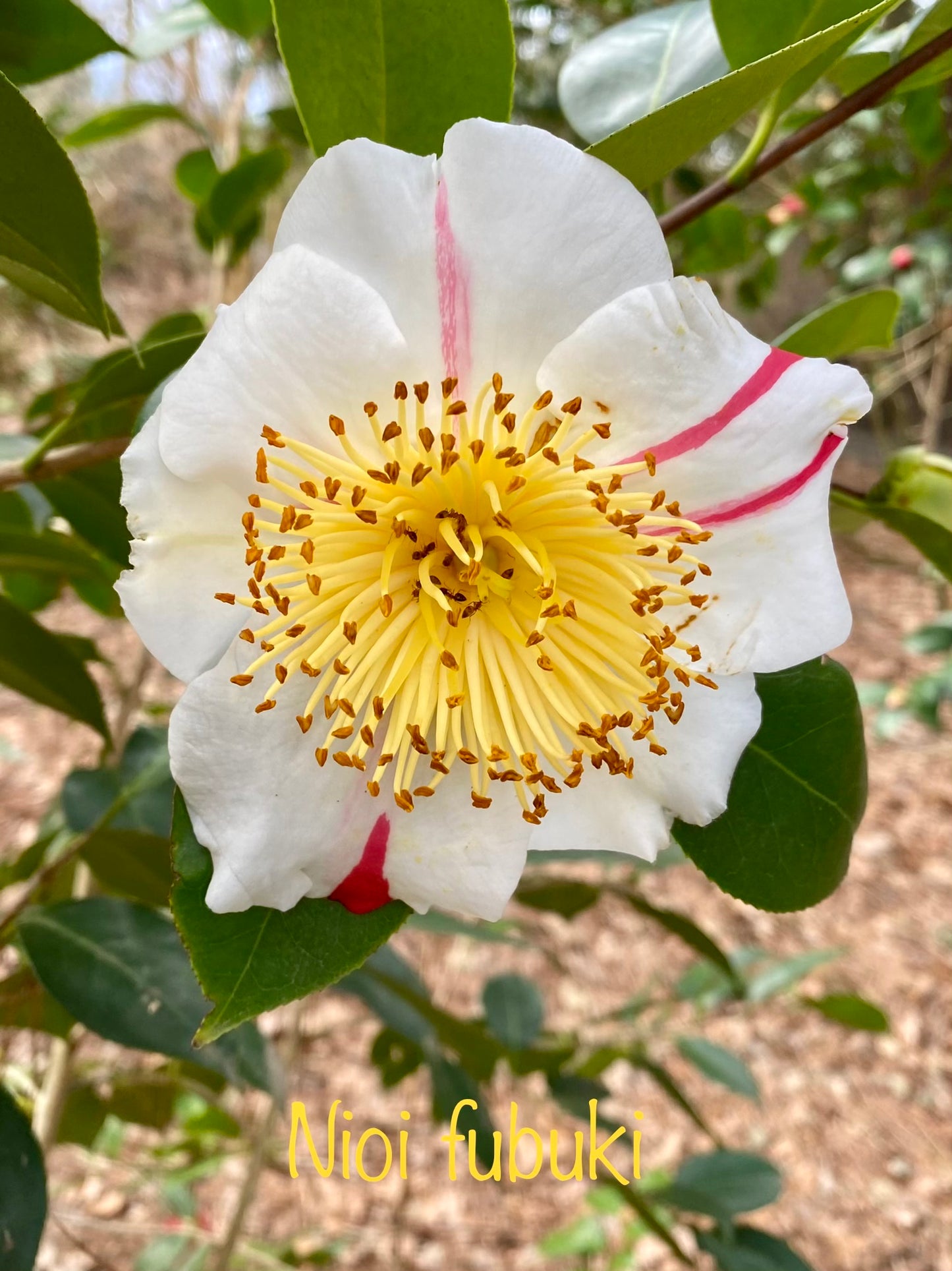 Camellia japonica 'Nioi-fubuki'