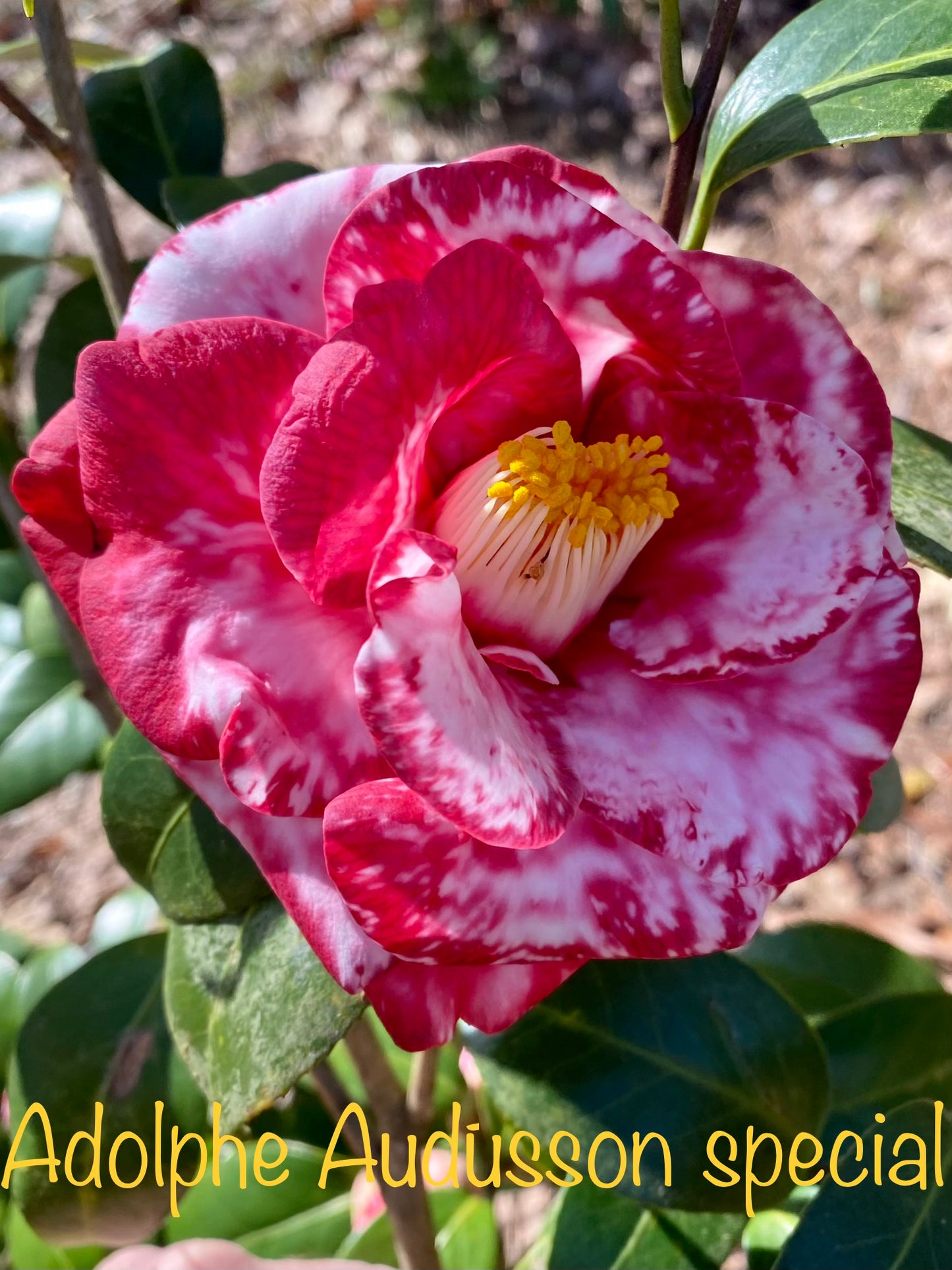 Camellia japonica 'Adolphe Audusson Special'