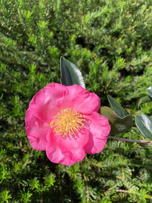 Camellia sasanqua 'Benizakura'