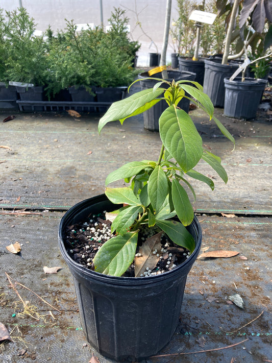 Phoebe formosana