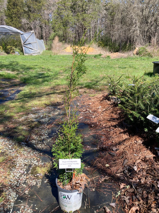 Thuja occidentalis Full speed a Hedge 'Thin Man'