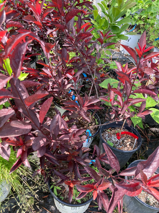Prunus cistena Stay Classy®