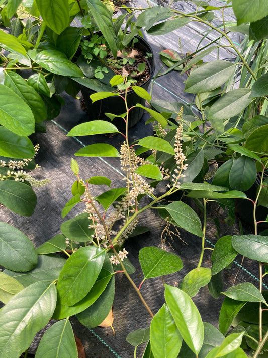 Itea yunnanensis