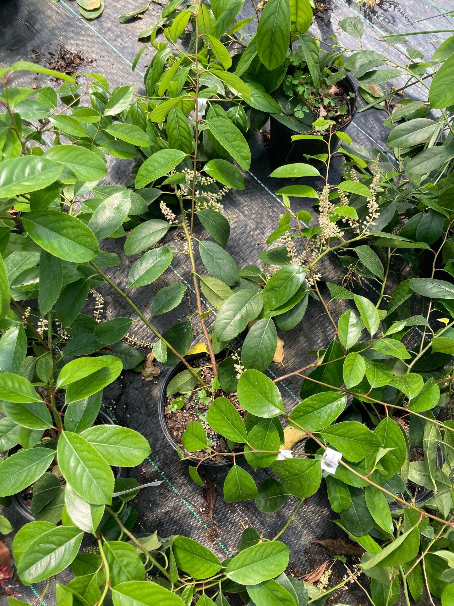 Itea yunnanensis