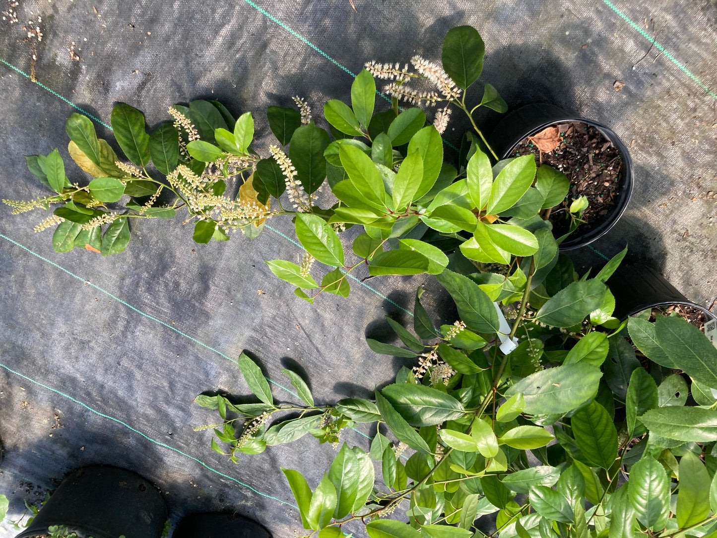 Itea yunnanensis