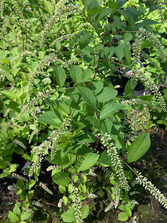 Itea virginica 'Scentlandia'