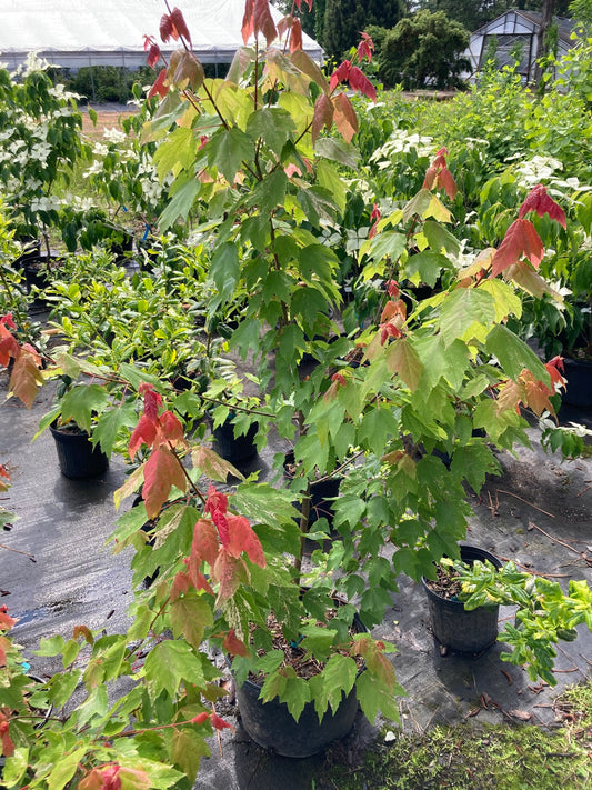 Acer rubrum 'Spitfire'