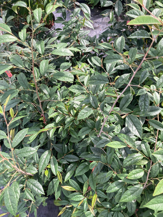 Sycopsis sinensis