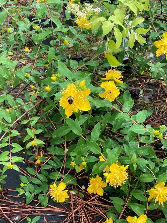 Hypericum pseudohenryi