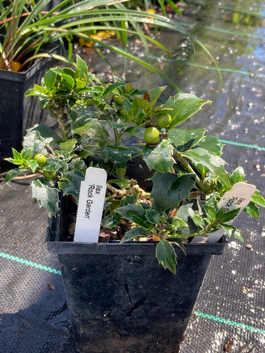 Ilex x 'Rock Garden'