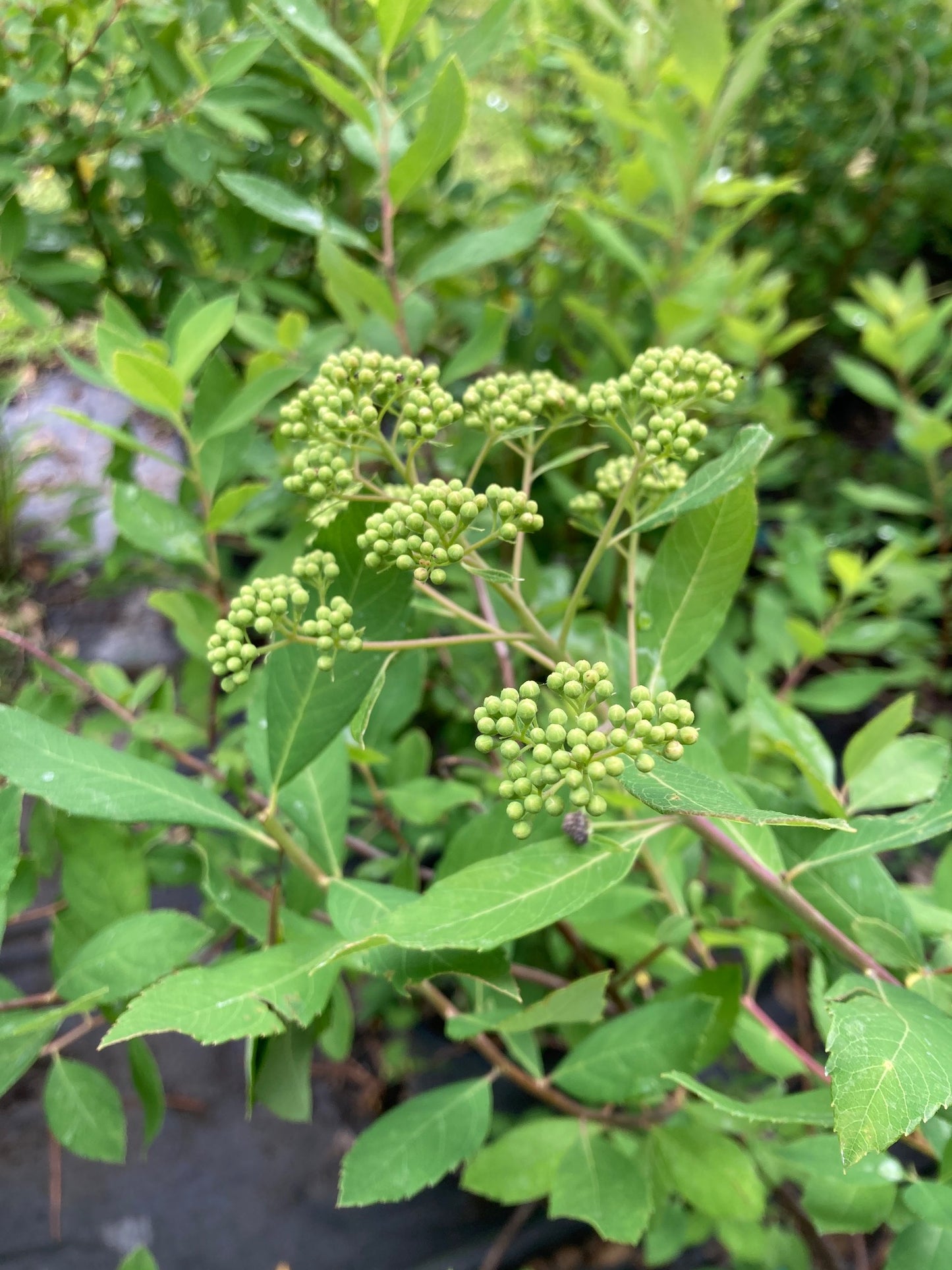 Spiraea virginiana