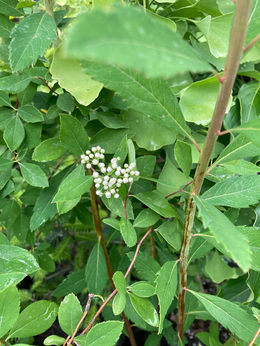 Spiraea virginiana