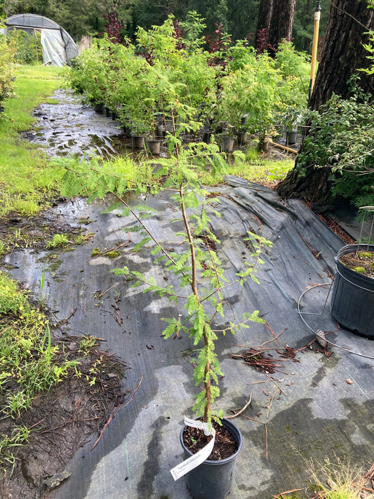 Taxodium distichum, Bald Cypress