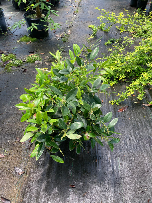 Leucothoe axillaris 'Margie Jenkins'