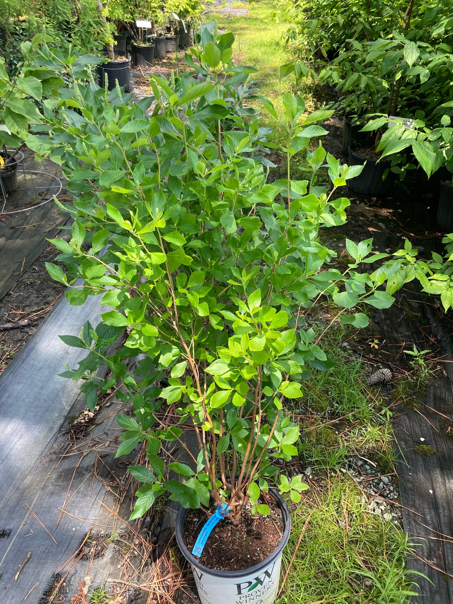 Clethra alnifolia Vanilla Spice™