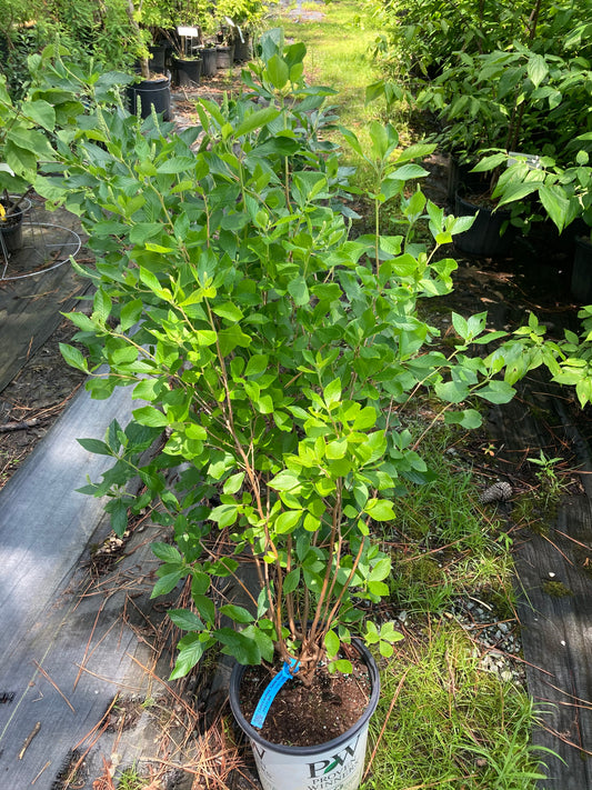 Clethra alnifolia 'Caleb'--PP21589 Vanilla Spice®