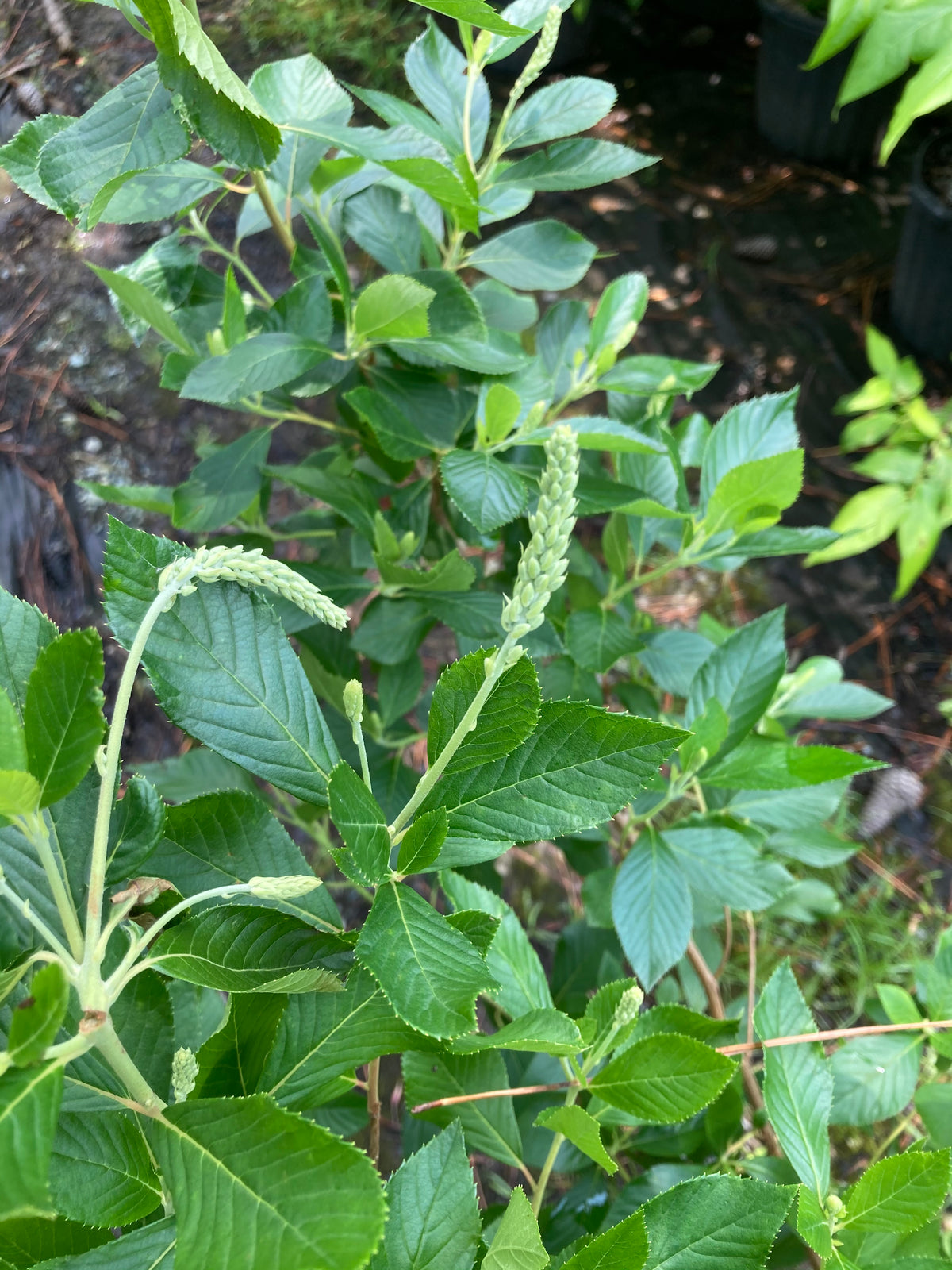 Clethra alnifolia 'Caleb'--PP21589 Vanilla Spice® – Camellia Forest Nursery