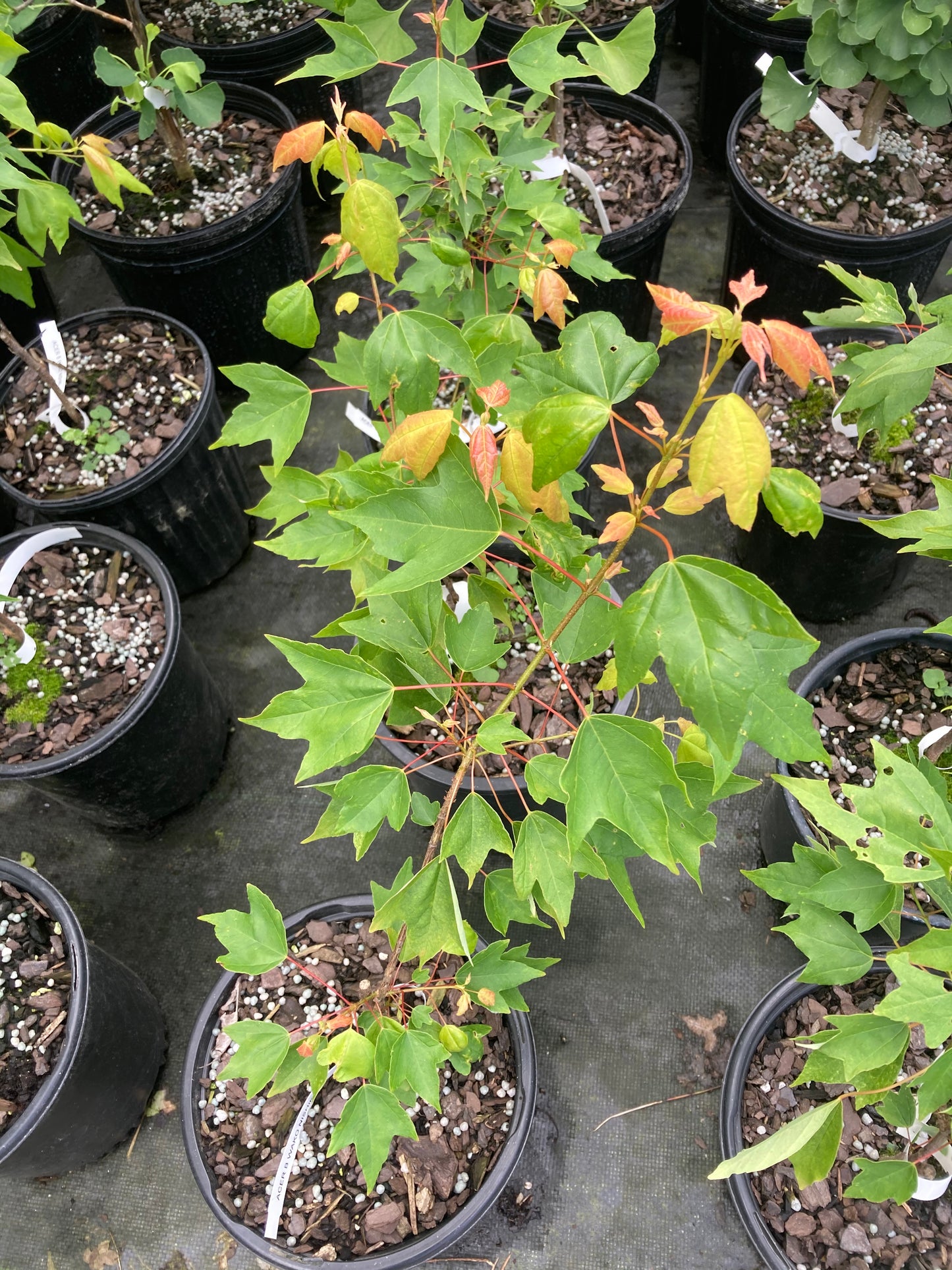 Acer buergerianum 'Wako Nishiki'