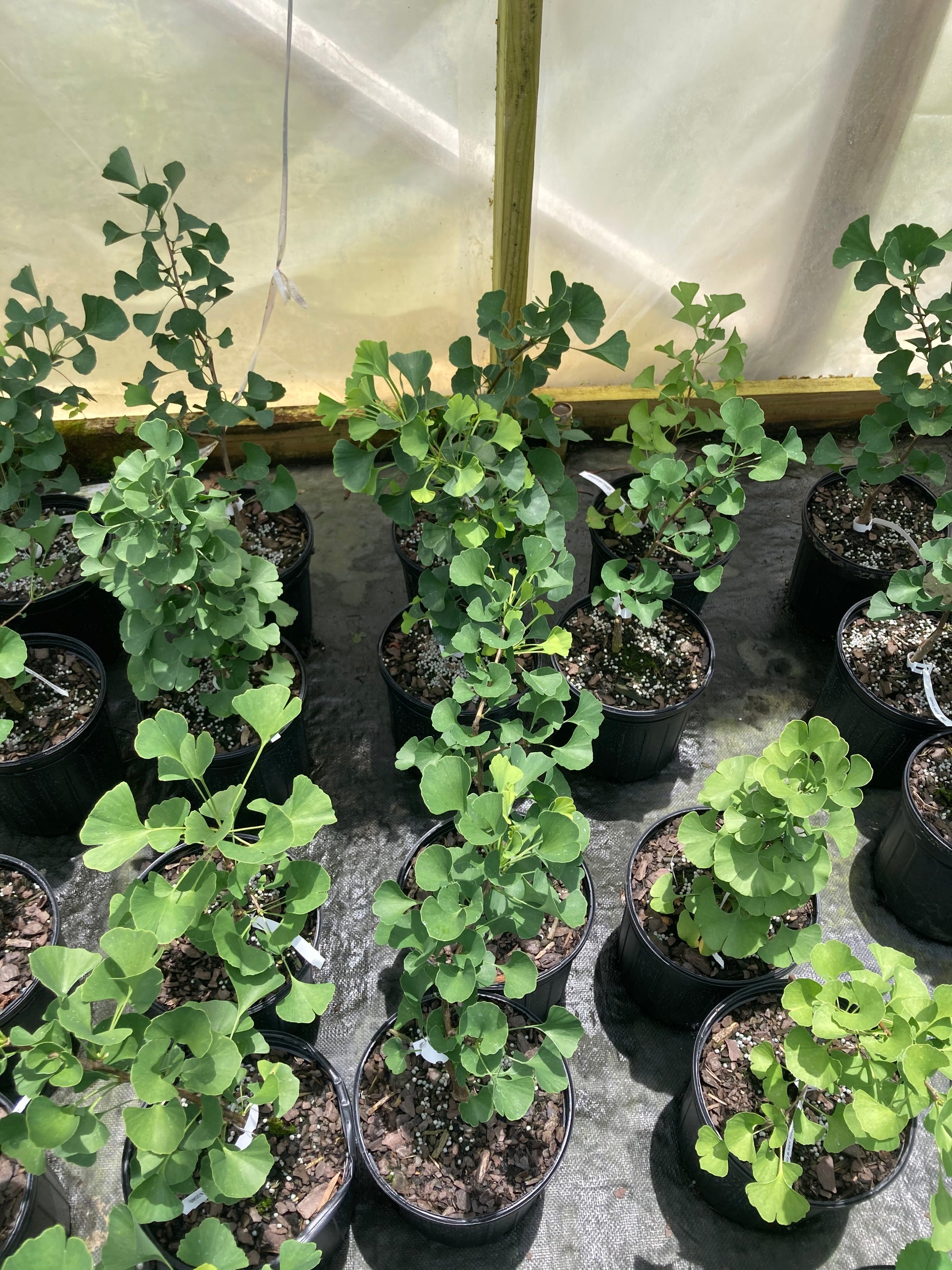 ginkgo indoor plant Ginkgo biloba 'JN9' Sky Tower