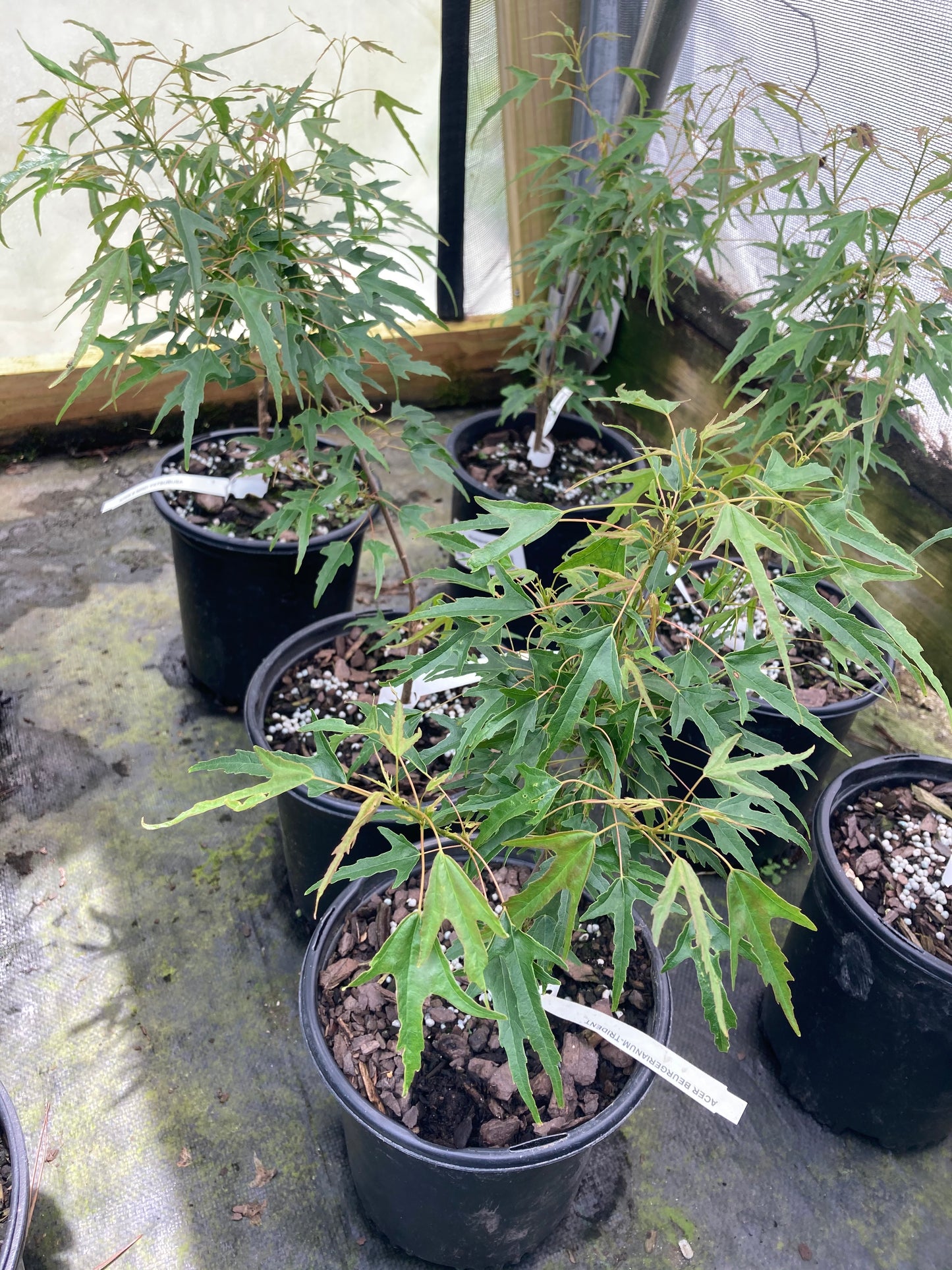 Acer buergerianum 'Mino Yatsubusa'