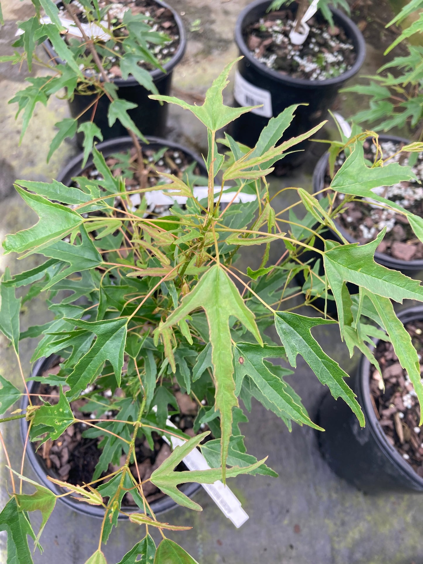 Acer buergerianum 'Mino Yatsubusa'