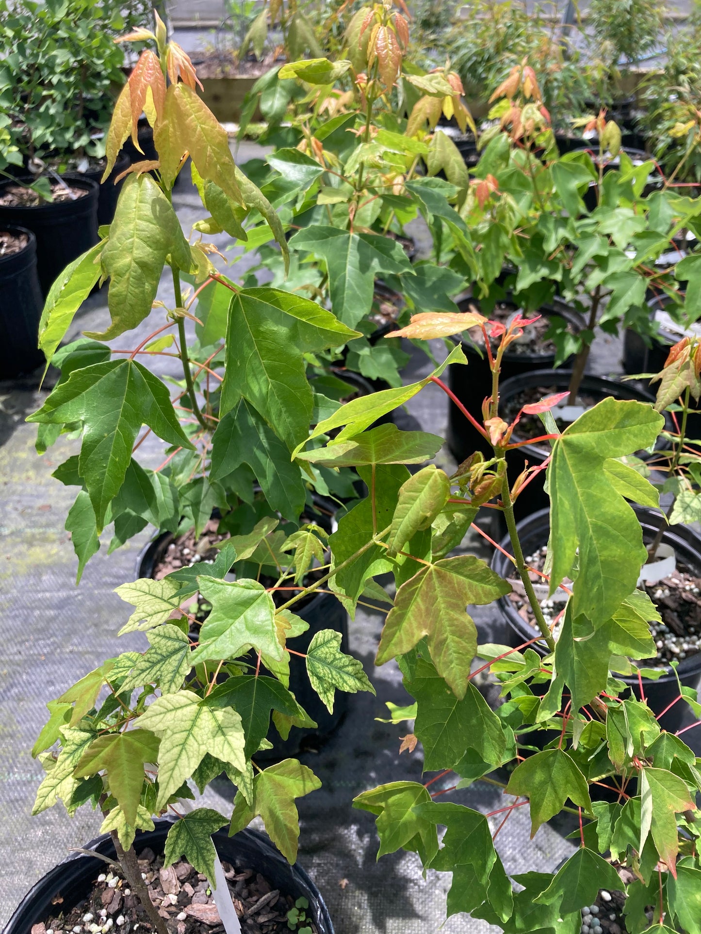 Acer buergerianum 'Hana Chiru Sato'