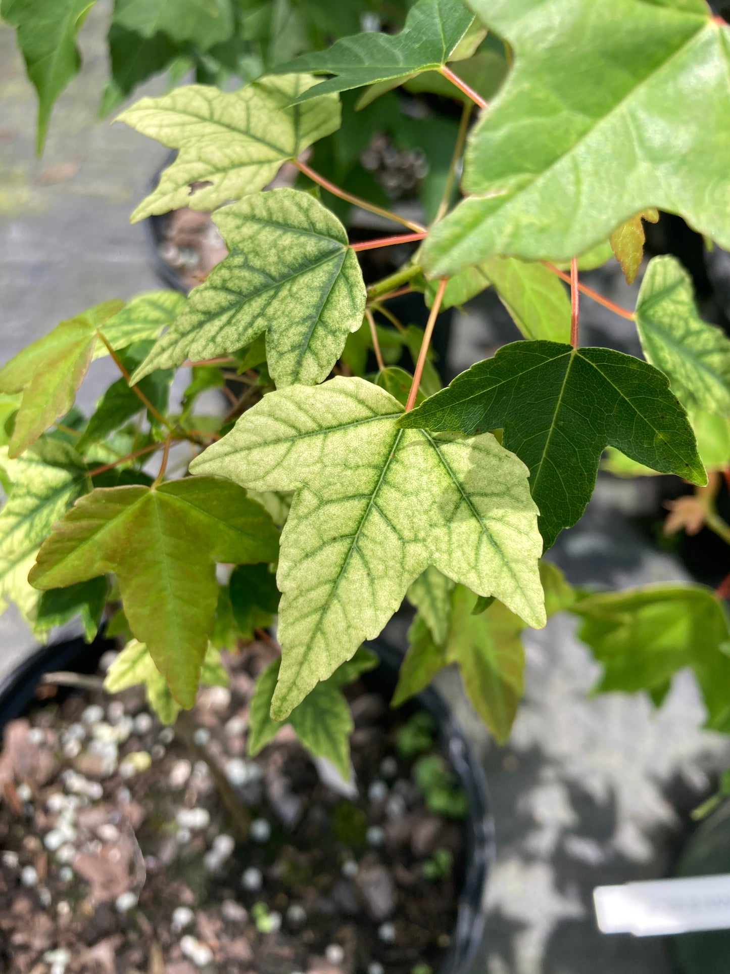 Acer buergerianum 'Hana Chiru Sato'