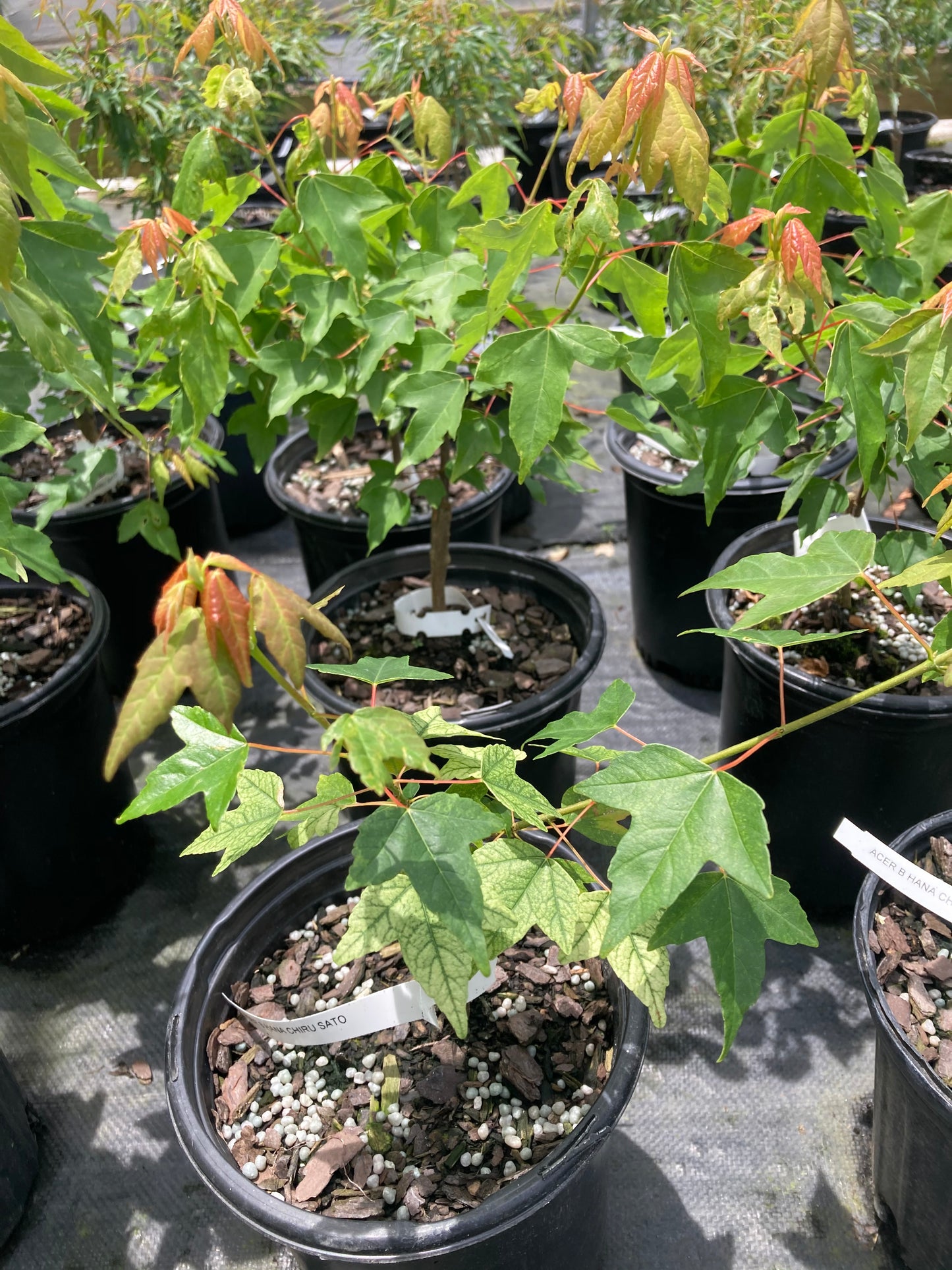 Acer buergerianum 'Hana Chiru Sato'