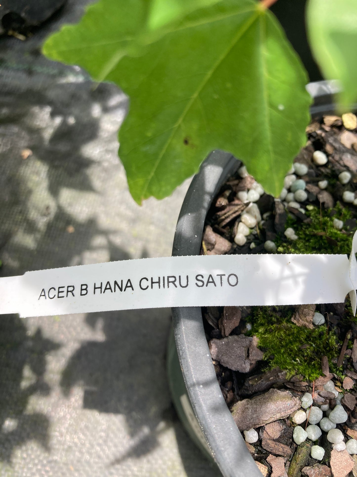 Acer buergerianum 'Hana Chiru Sato'
