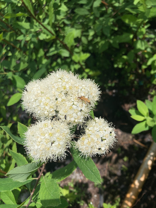 Spiraea virginiana