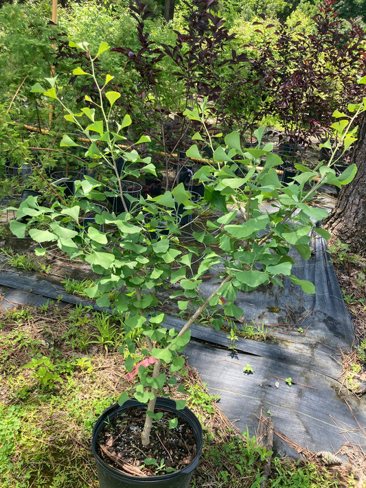 Ginkgo biloba 'Chi Chi'