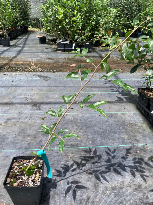 Camellia tsaii