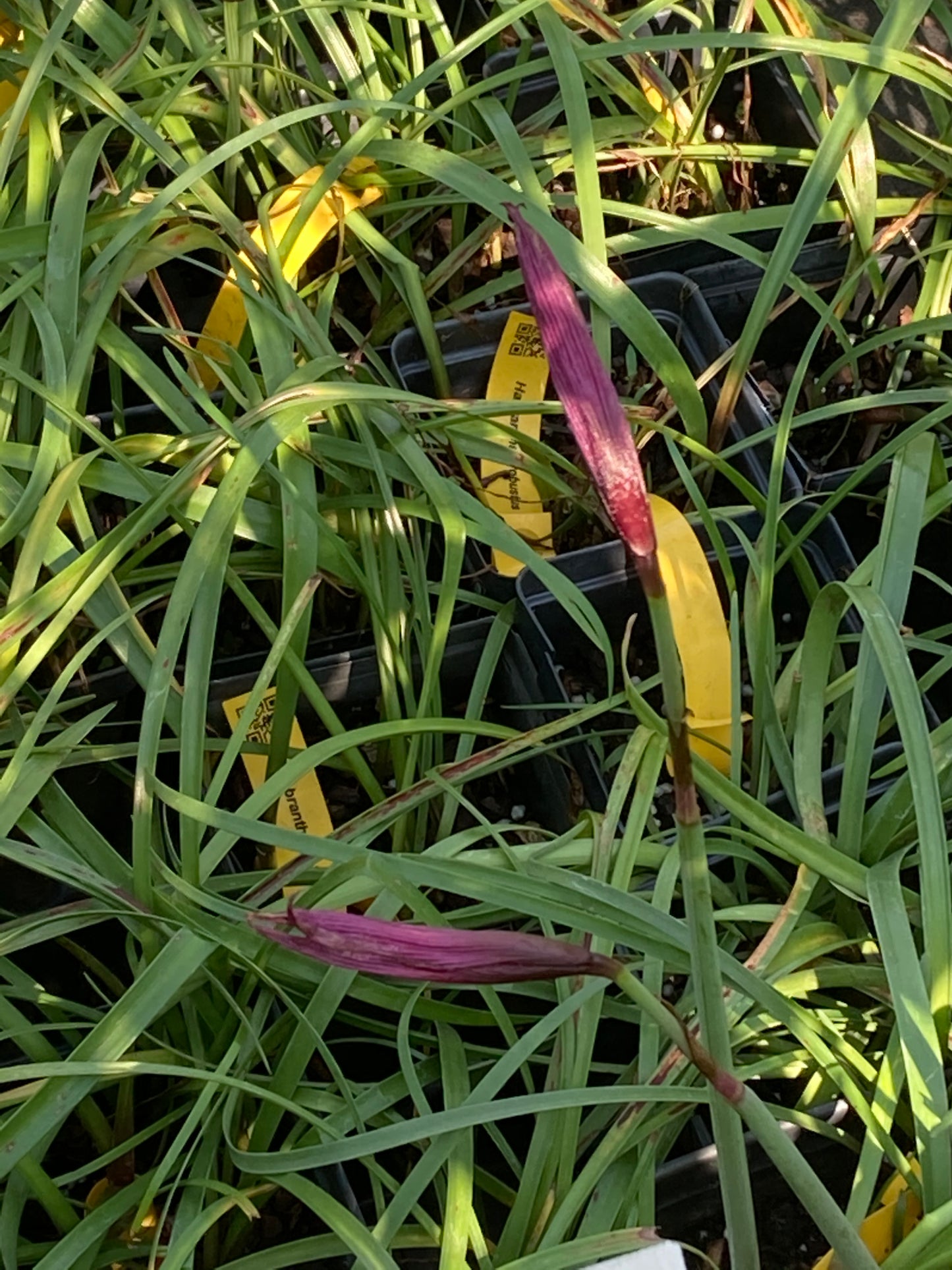 Habranthus robustus