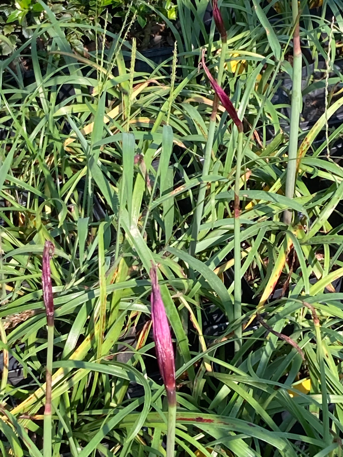 Habranthus robustus