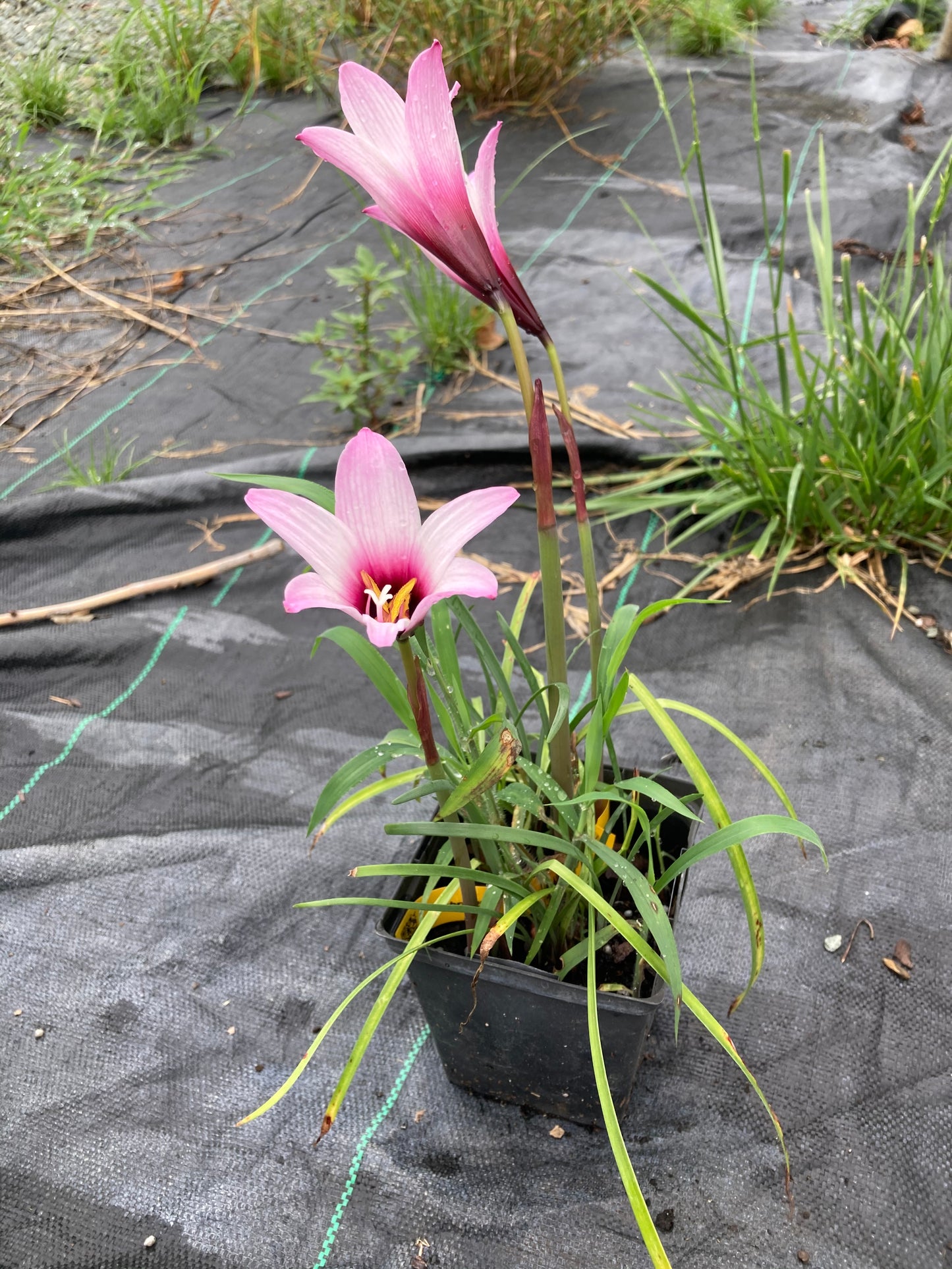Habranthus robustus