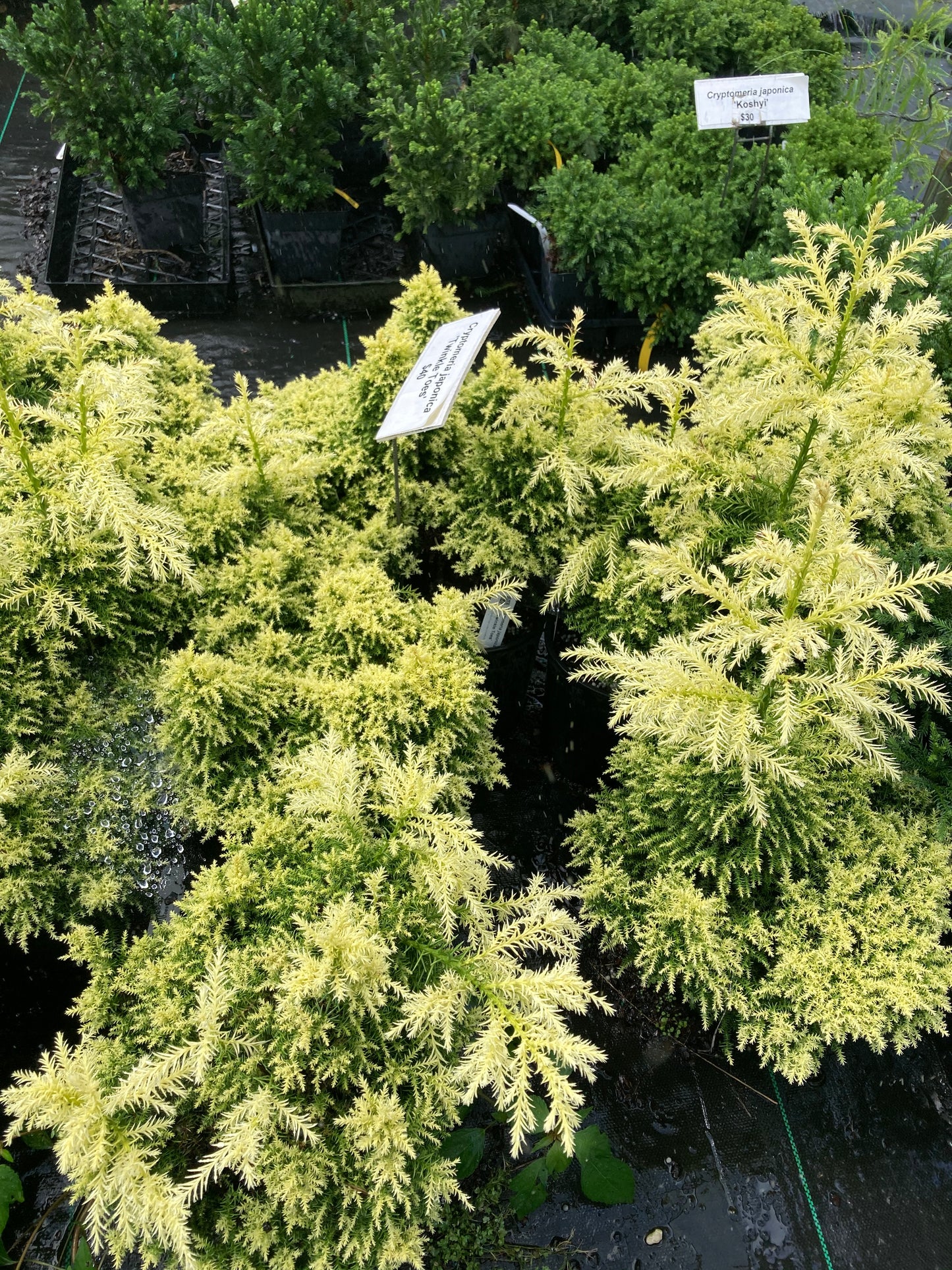 Cryptomeria japonica 'Twinkle Toes'