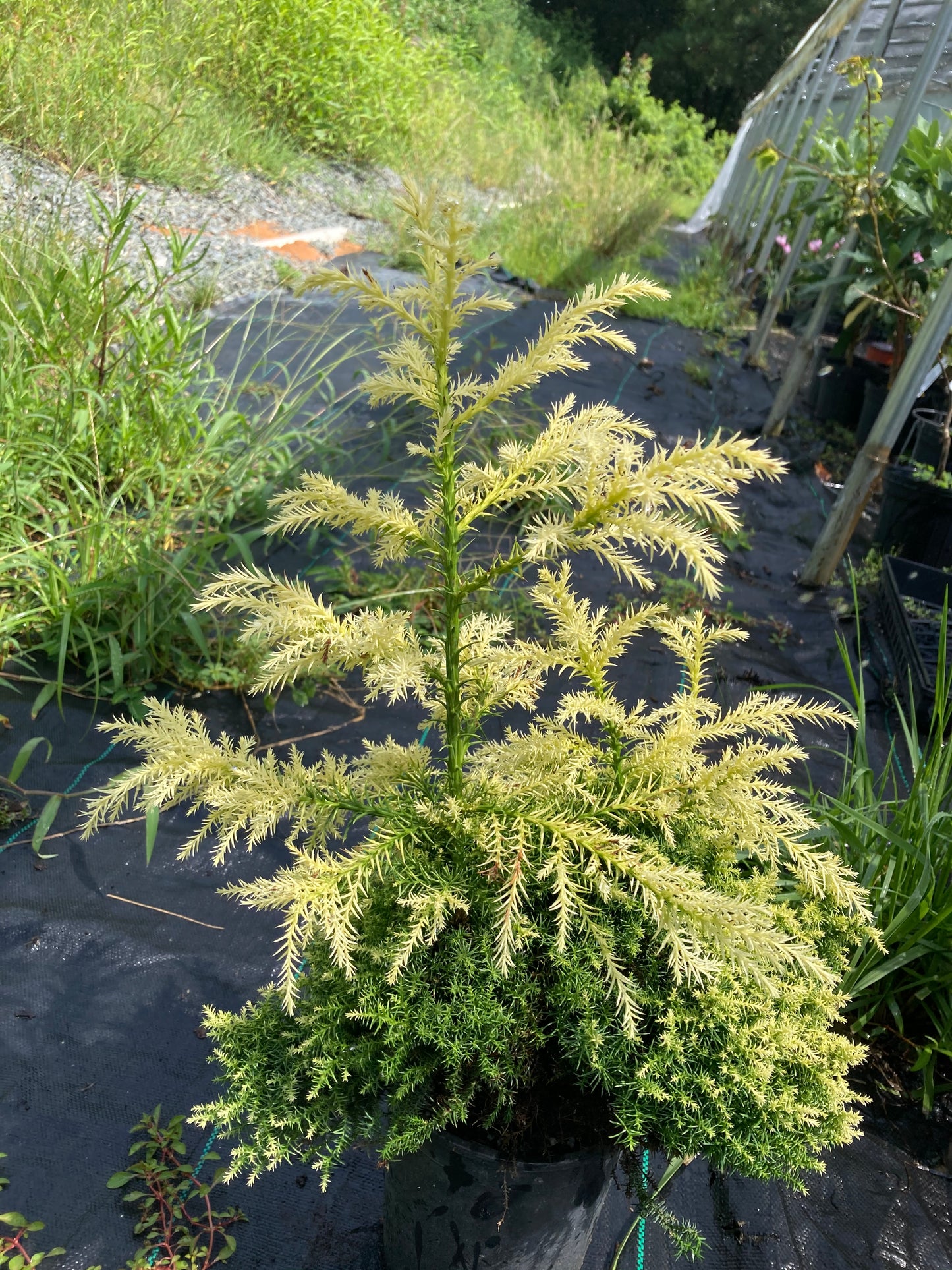 Cryptomeria japonica 'Twinkle Toes'