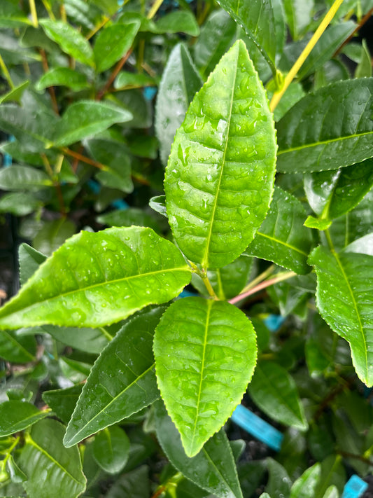 Camellia sinensis 'Christine's Choice'