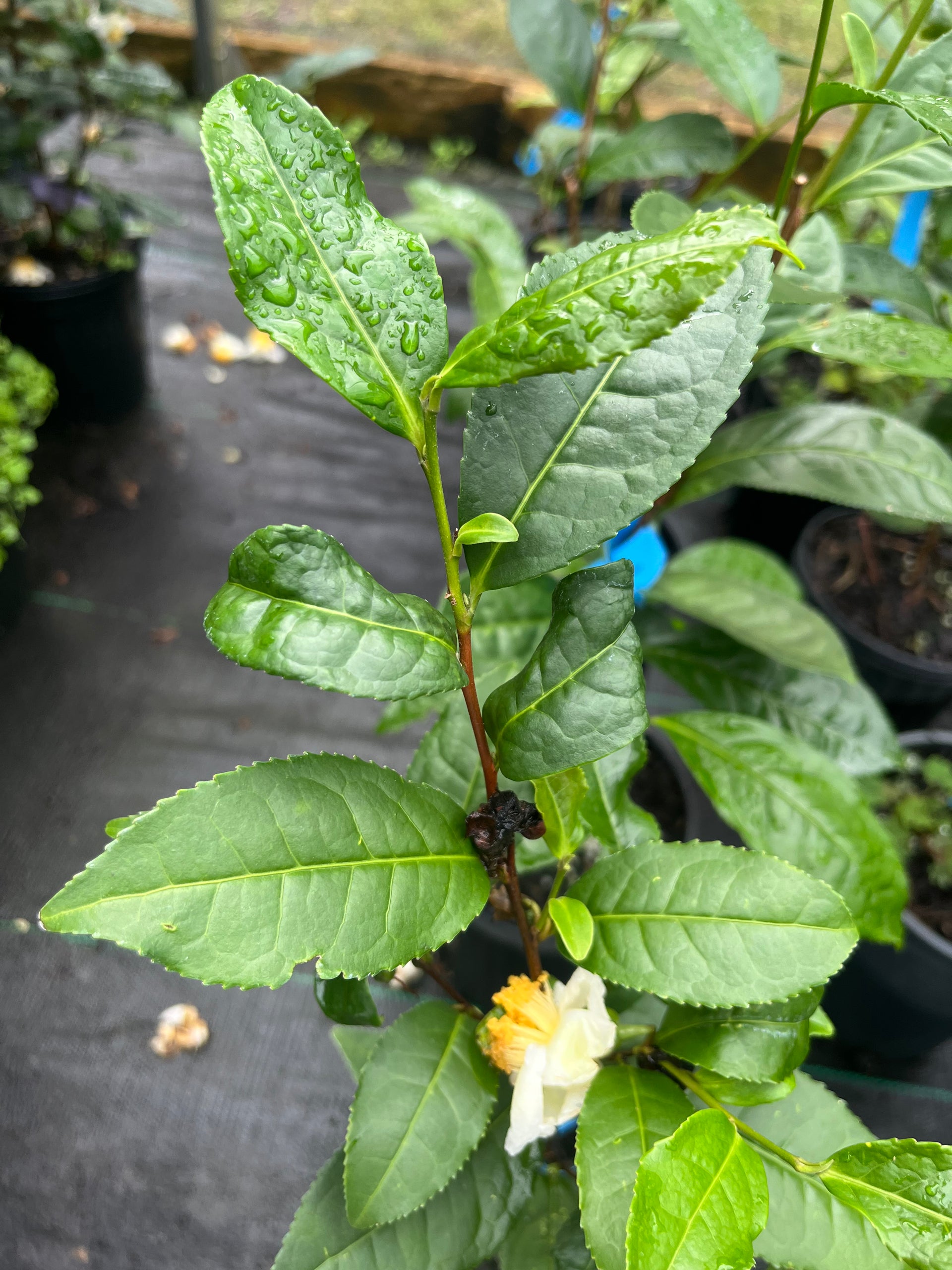 Camellia sinensis 'Black Sea Tea' Seedlings – Camellia Forest Nursery