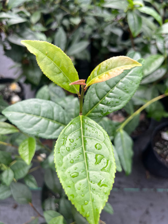 Camellia sinensis var. assamica, seedlings from India