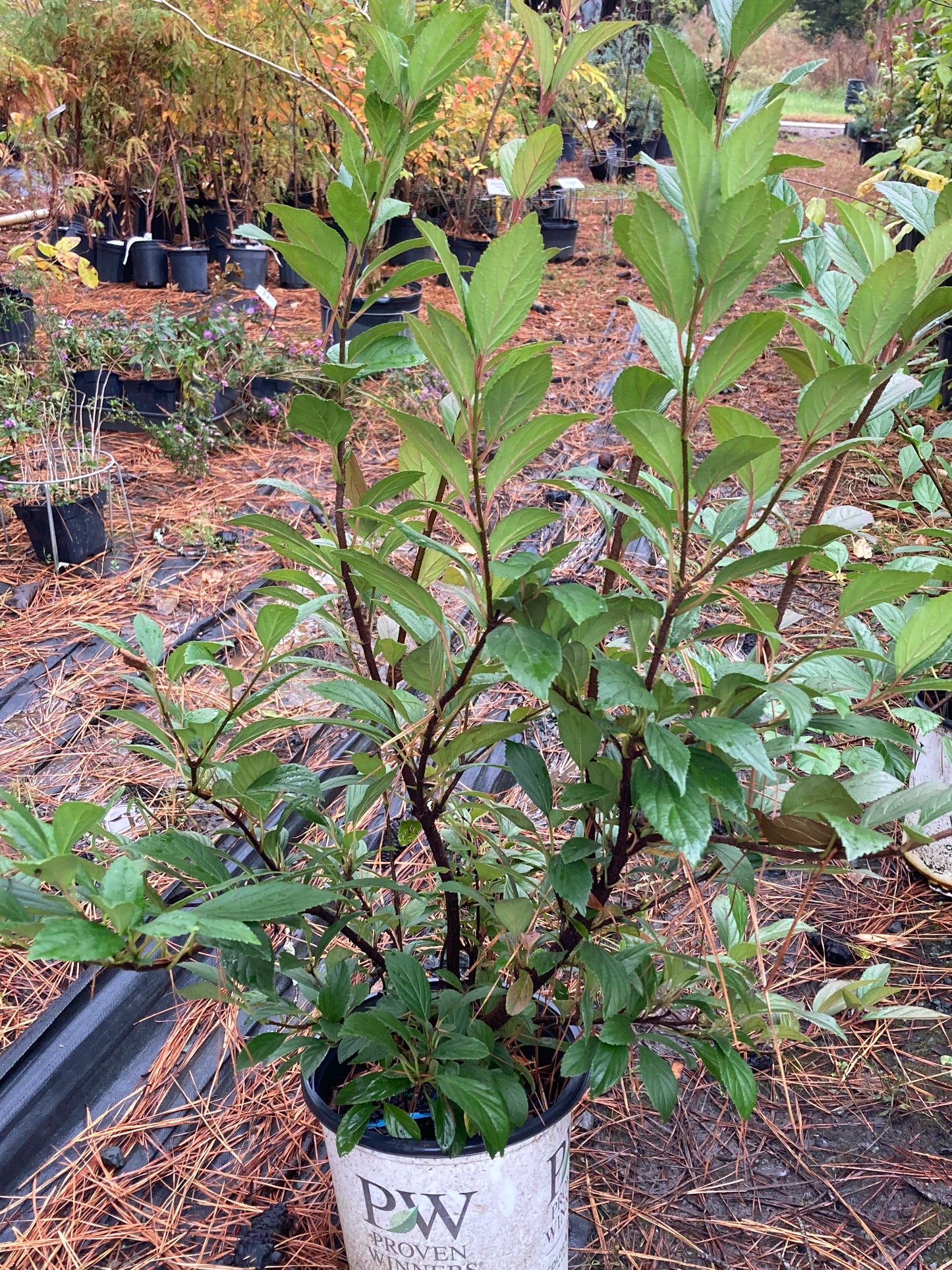 Viburnum--PP33229 Sweet Talker®
