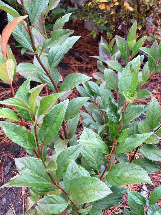 Viburnum--PP33229 Sweet Talker®